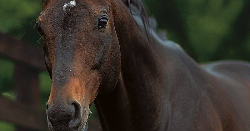 世界中からいい繁殖牝馬を買い続けて…」ディープインパクトが“最強種
