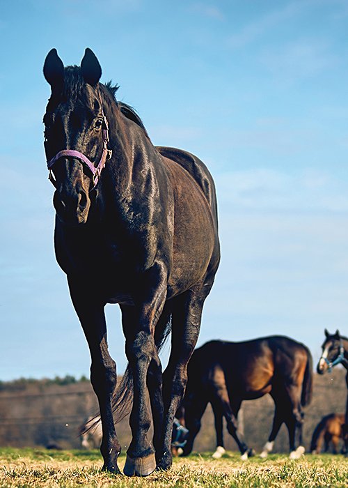 リードホースとして1歳馬たちを束ねるフェノーメノ