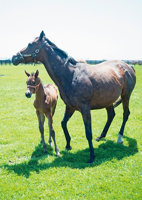ファントムシーフの母、ルパンIIと仔馬