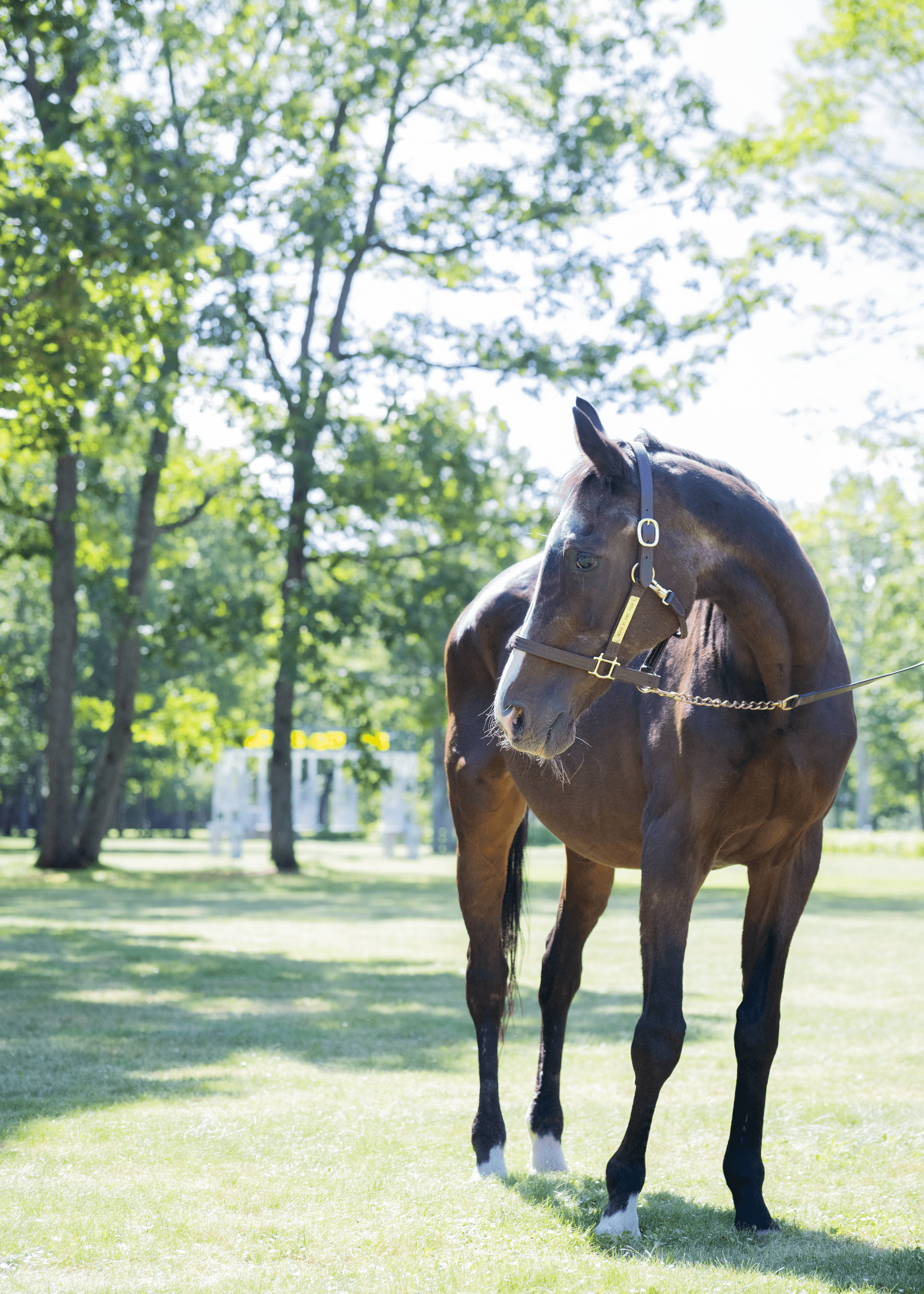ノーザンホースパーク放牧地奥の草地にて