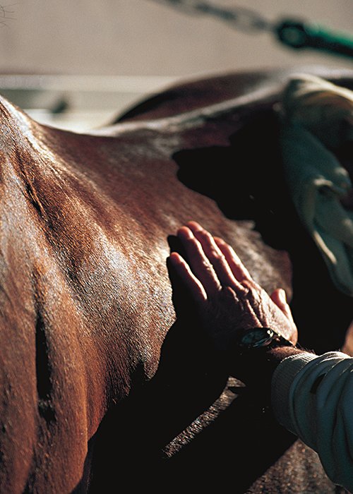 栗東の渡辺栄厩舎で体を洗われるジャングルポケット（2001年撮影）