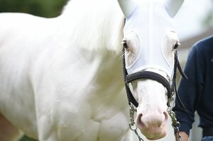 「僕と彼女とは運命的な出会いでした」“純白のアイドル馬”ソダシの主戦騎手が告白する《白毛GI馬のもう一つの才能》