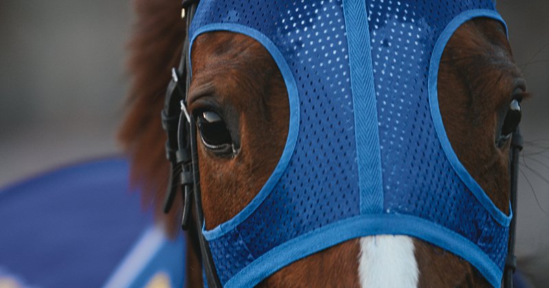 「こっちを向いてね、ヒヒンって鳴いた」ダイワスカーレットが“自分”に打ち勝ったラストラン＜有馬記念37年ぶりの牝馬制覇＞ | NumberPREMIER