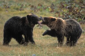 「撃ってくれ！」「弾ないんだわ！」ヒグマに襲われた69歳ベテラン猟師の“誤算”「入れ歯は割れて、口は裂けた」「眼球をえぐられなくて良かった」