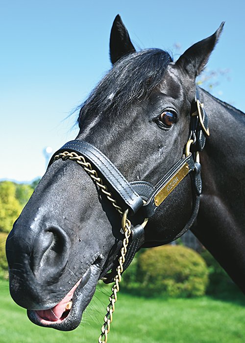 2013年に日本ダービーを制したキズナ