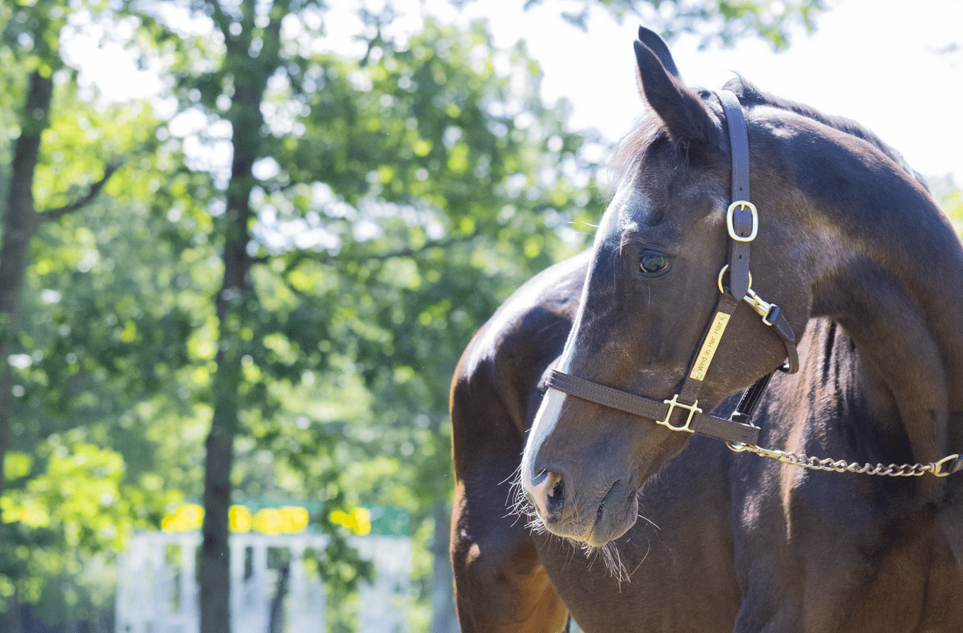 11年連続で仔を産んでいる」「疝痛で倒れても…」ウインドイン