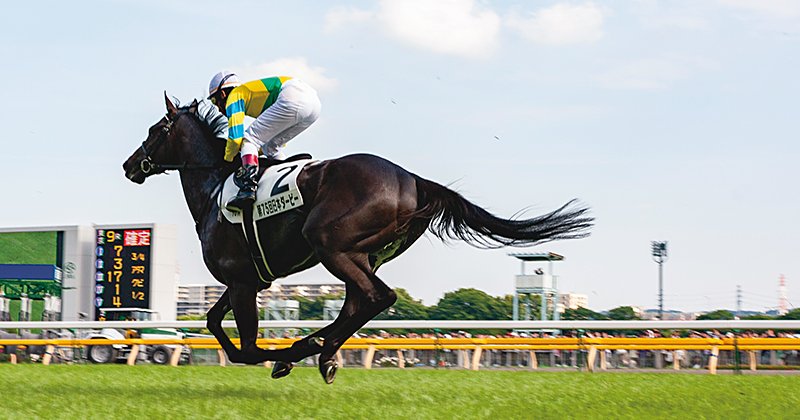 盗まれた馬 推し馬を探せ！『日本ダービー馬面パドック～素顔の優駿たち