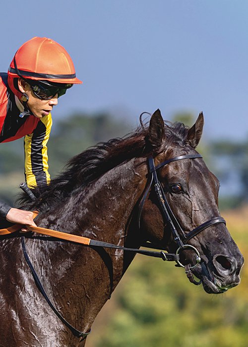 今年の日本ダービーを制したクロワデュノール（Croix du Nord）