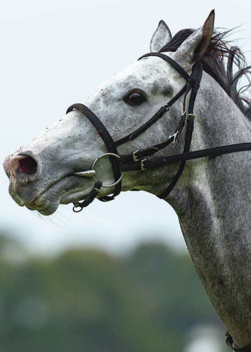 2012年の皐月賞を皮切りにGIで6勝したゴールドシップ