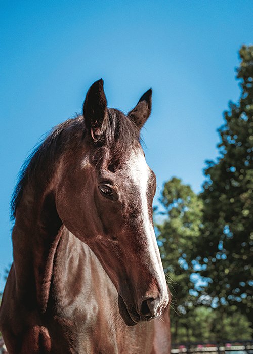 やっぱり力の源はアクセル」伊藤みどり（53歳）がアダルト国際大会で