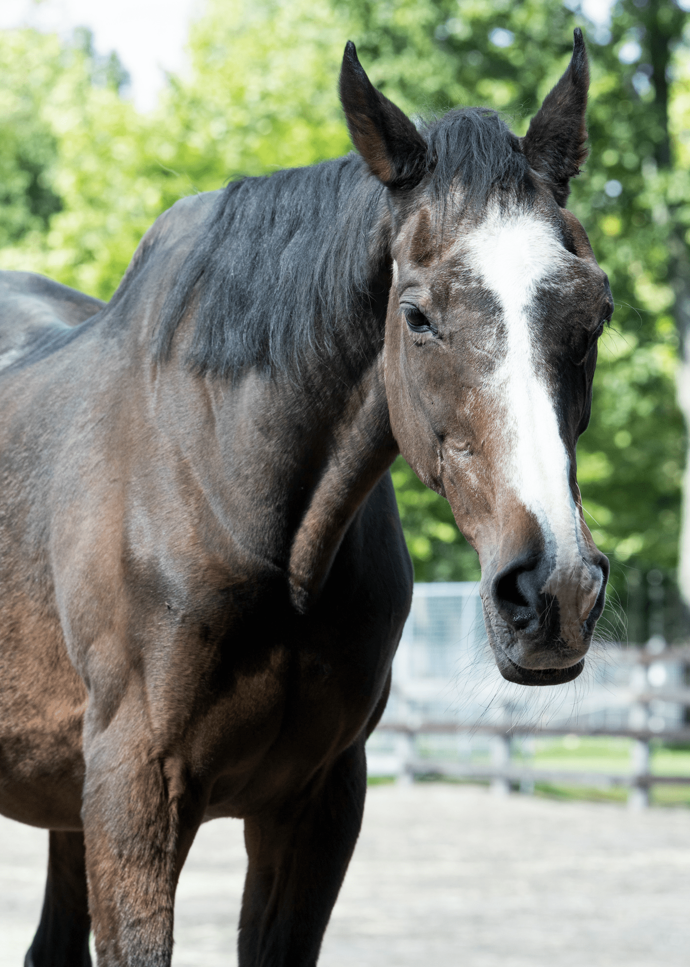 ノーザンホースパークにいるウインドインハーヘア