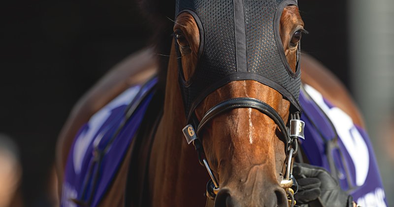 リバティアイランド　メイクデビューからジャパンカップまで　現地　単勝　馬券 img_ec81aa9393a9e9f63b1247eb2b