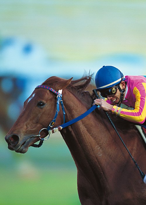 2000年有馬記念、テイエムオペラオーはハナ差でメイショウドトウをかわして中央平地重賞８連勝